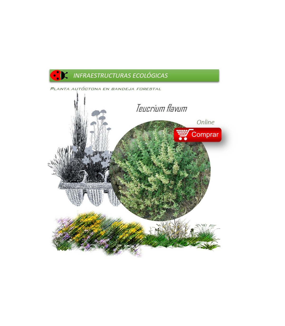 Venta de TEUCRIUM FLAVUM (Teucrio amarillo) BF 40/260