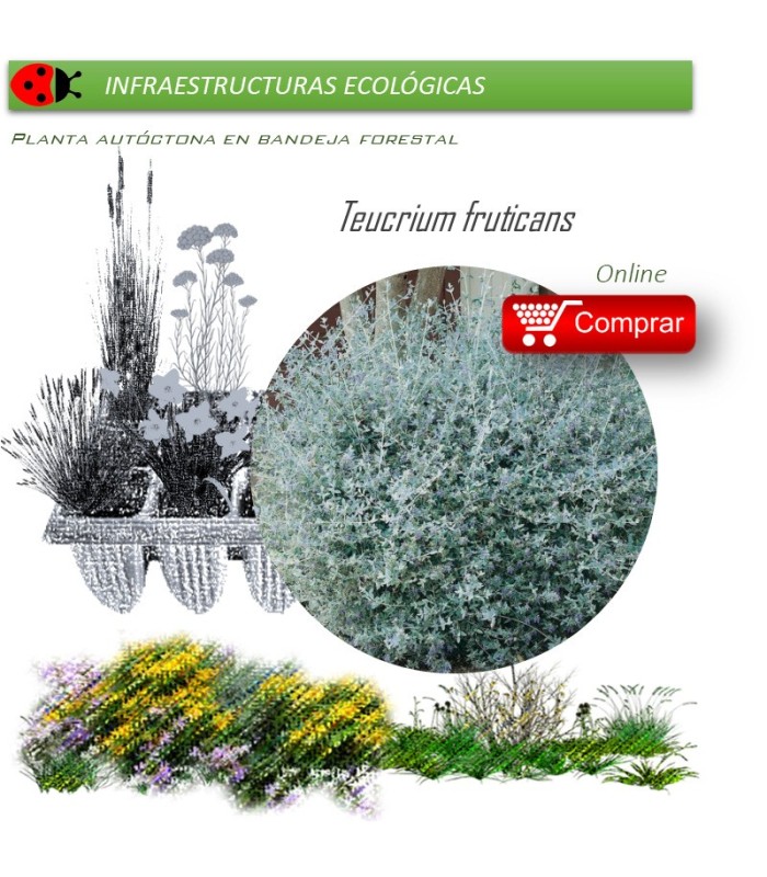 Venta de TEUCRIUM FRUTICANS (Teucrio común) BF 45/220