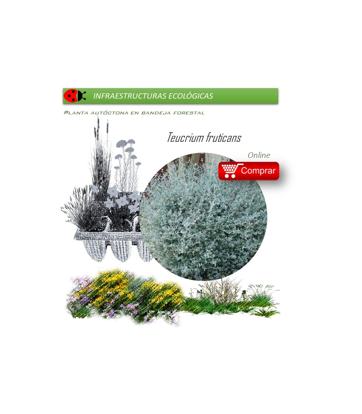 Venta de TEUCRIUM FRUTICANS (Teucrio común) BF 45/220