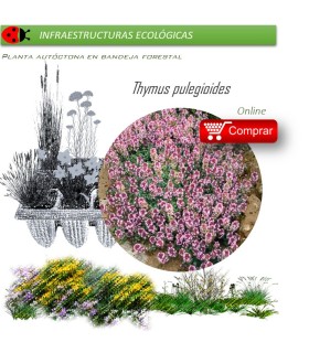 Venta de THYMUS PULEGIOIDES (Serpol) BF 54