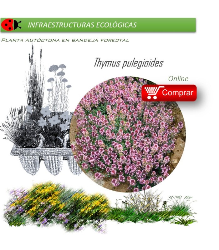 Venta de THYMUS PULEGIOIDES (Serpol) BF 54