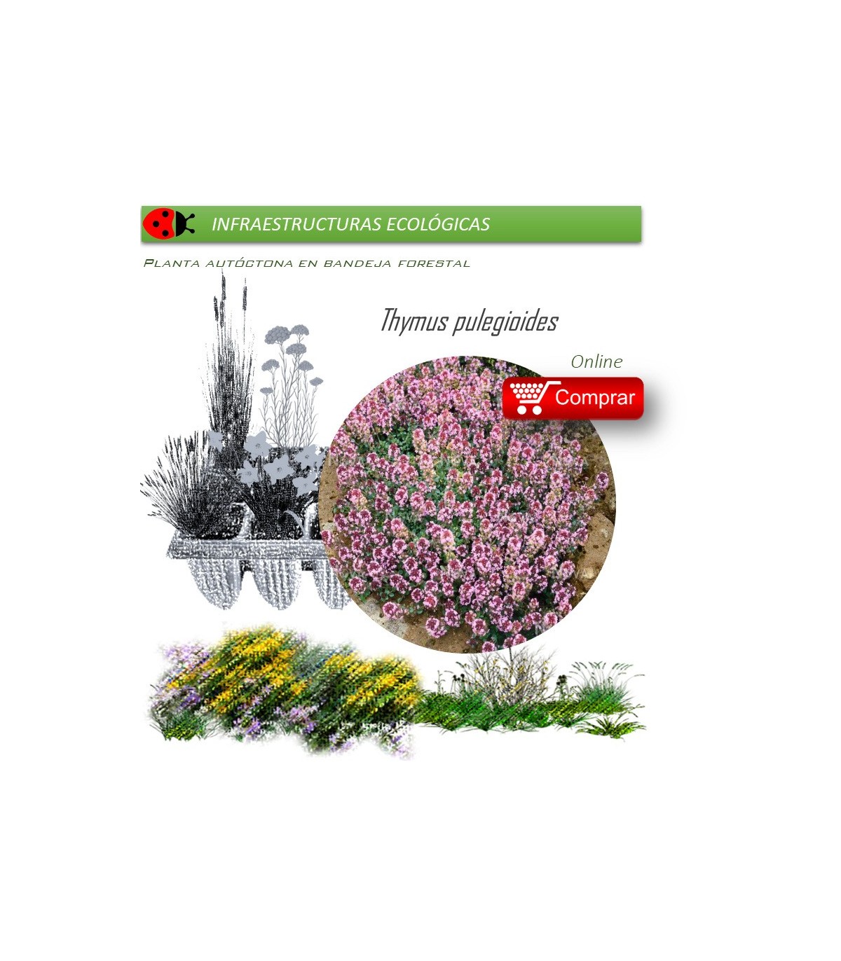 Venta de THYMUS PULEGIOIDES (Serpol) BF 54
