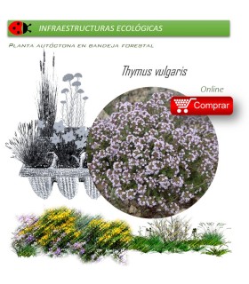 Venta de THYMUS VULGARIS (Tomillo) BF 40/260