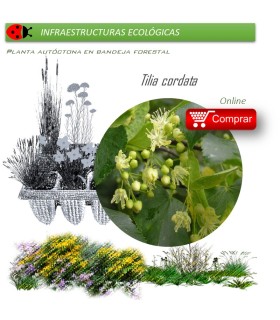 Venta de TILIA CORDATA (Tilo) BF 45/220