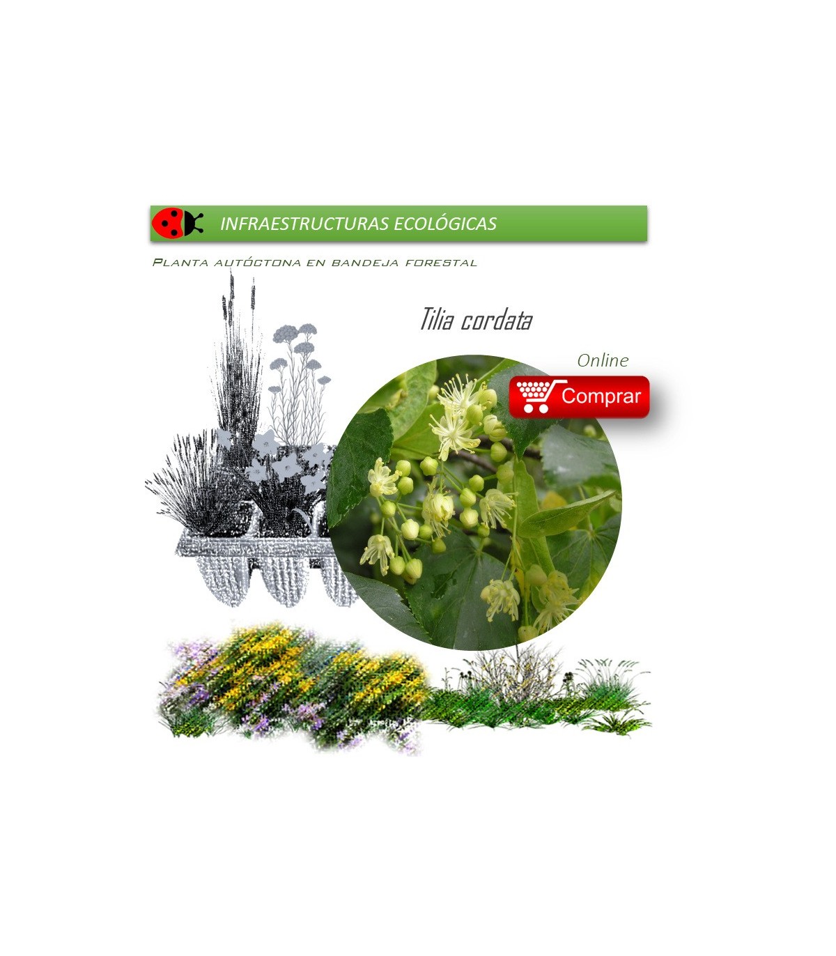 Venta de TILIA CORDATA (Tilo) BF 45/220