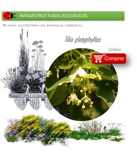 TILIA PLATYPHILLOS (Tilo de hoja ancha) BF 45/220