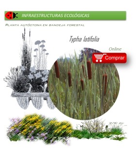 Venta de TYPHA LATIFOLIA (Anea) BF 40/260