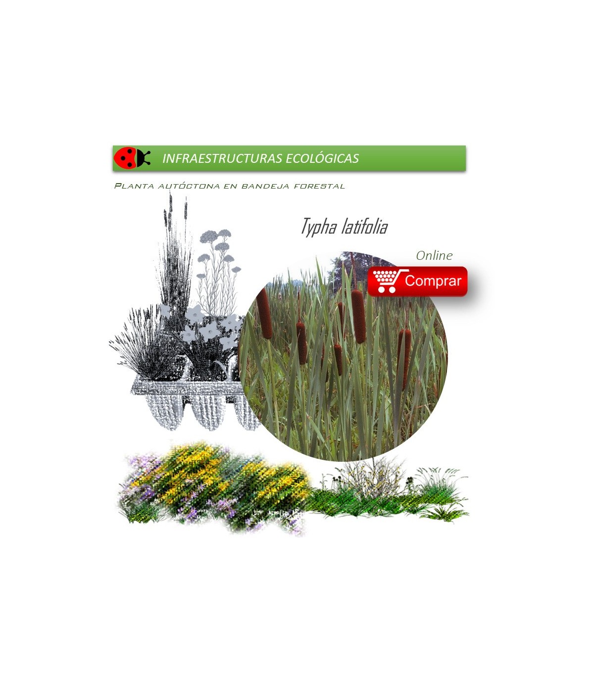 Venta de TYPHA LATIFOLIA (Anea) BF 40/260