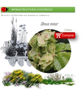 Venta de ULMUS MINOR (Olmo común) BF 45/220