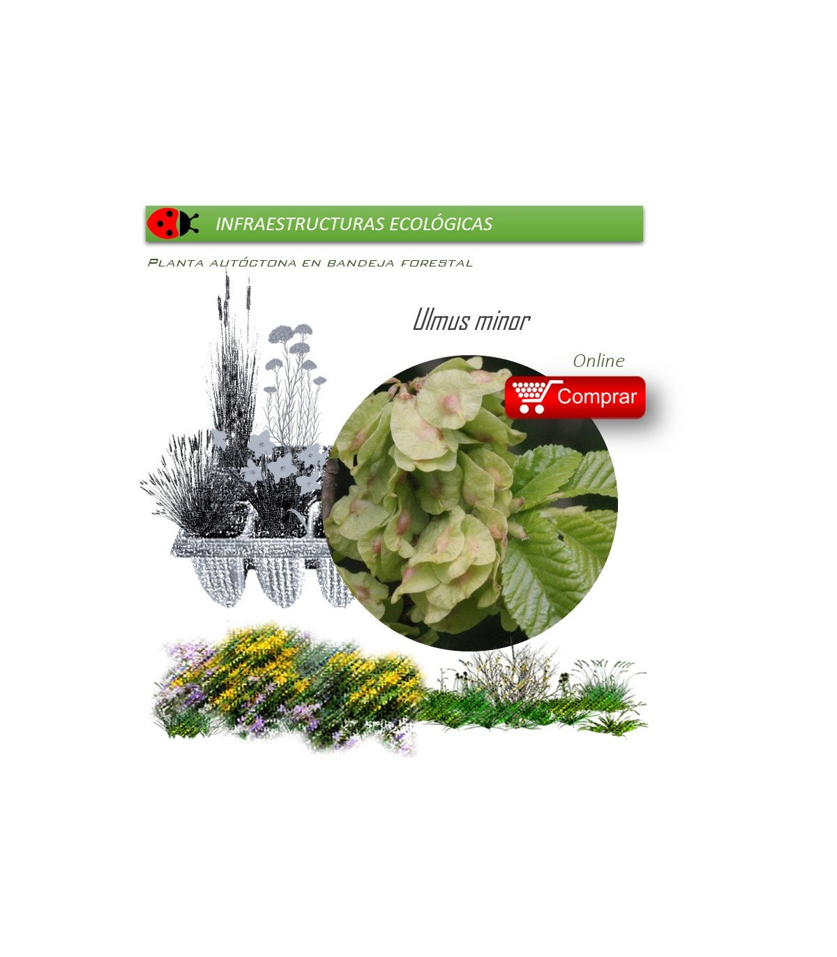 Venta de ULMUS MINOR (Olmo común) BF 45/220