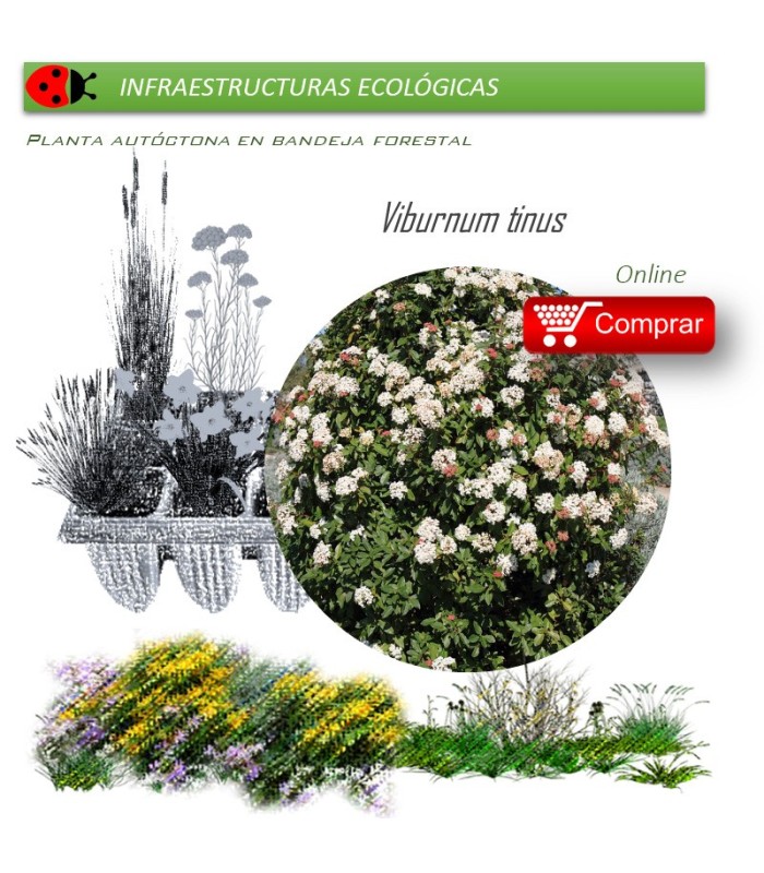 Venta de VIBURNUM TINUS (Durillo) BF 40/260