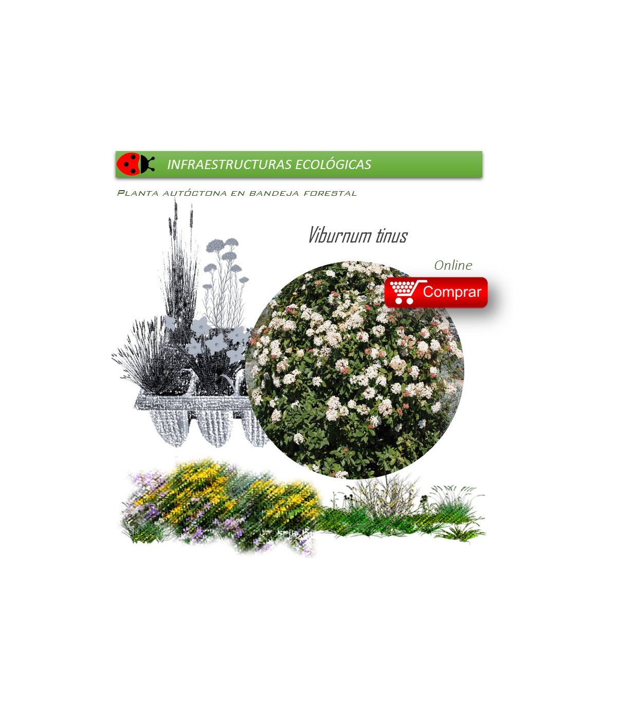 Venta de VIBURNUM TINUS (Durillo) BF 40/260