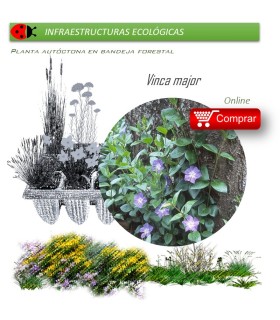 VINCA MAJOR (Hierba doncella) BF 40/260