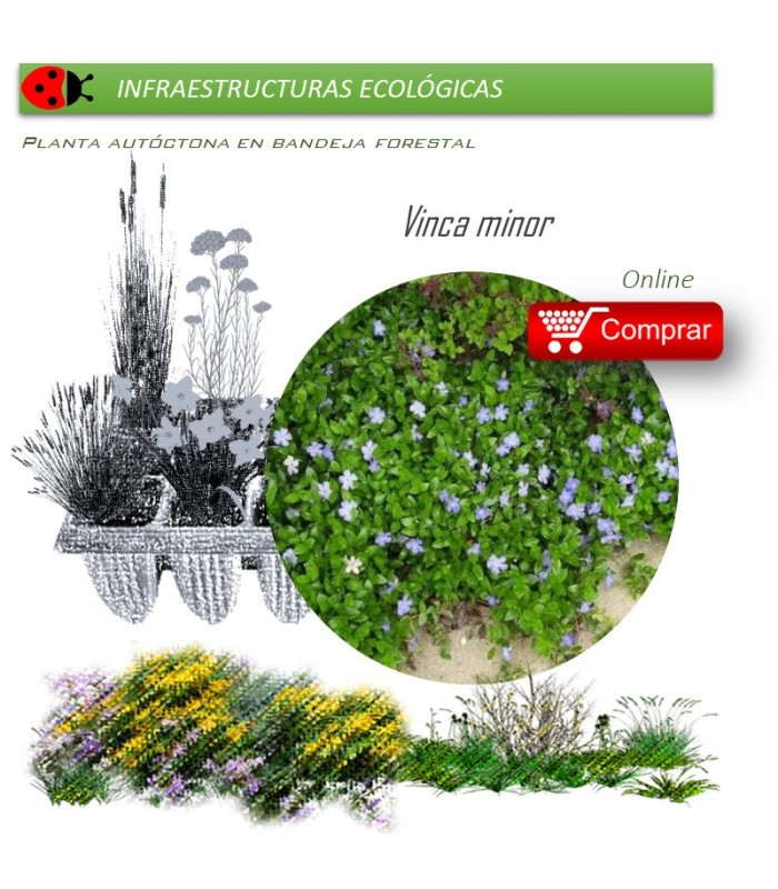 Venta de VINCA MINOR (Pervinca) BF 40/260