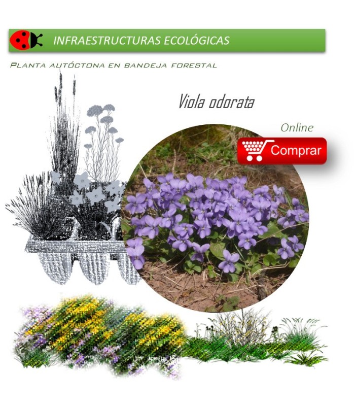 Venta de VIOLA ODORATA (Violeta) BF 40/260