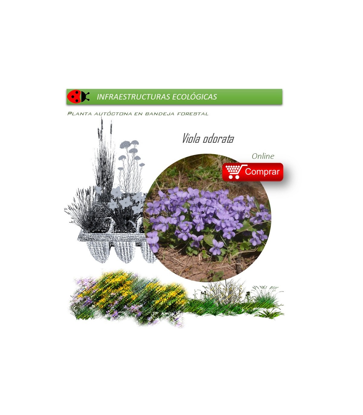 Venta de VIOLA ODORATA (Violeta) BF 40/260