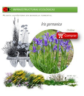Venta de IRIS GERMANICA (Lirio) BF 40/260