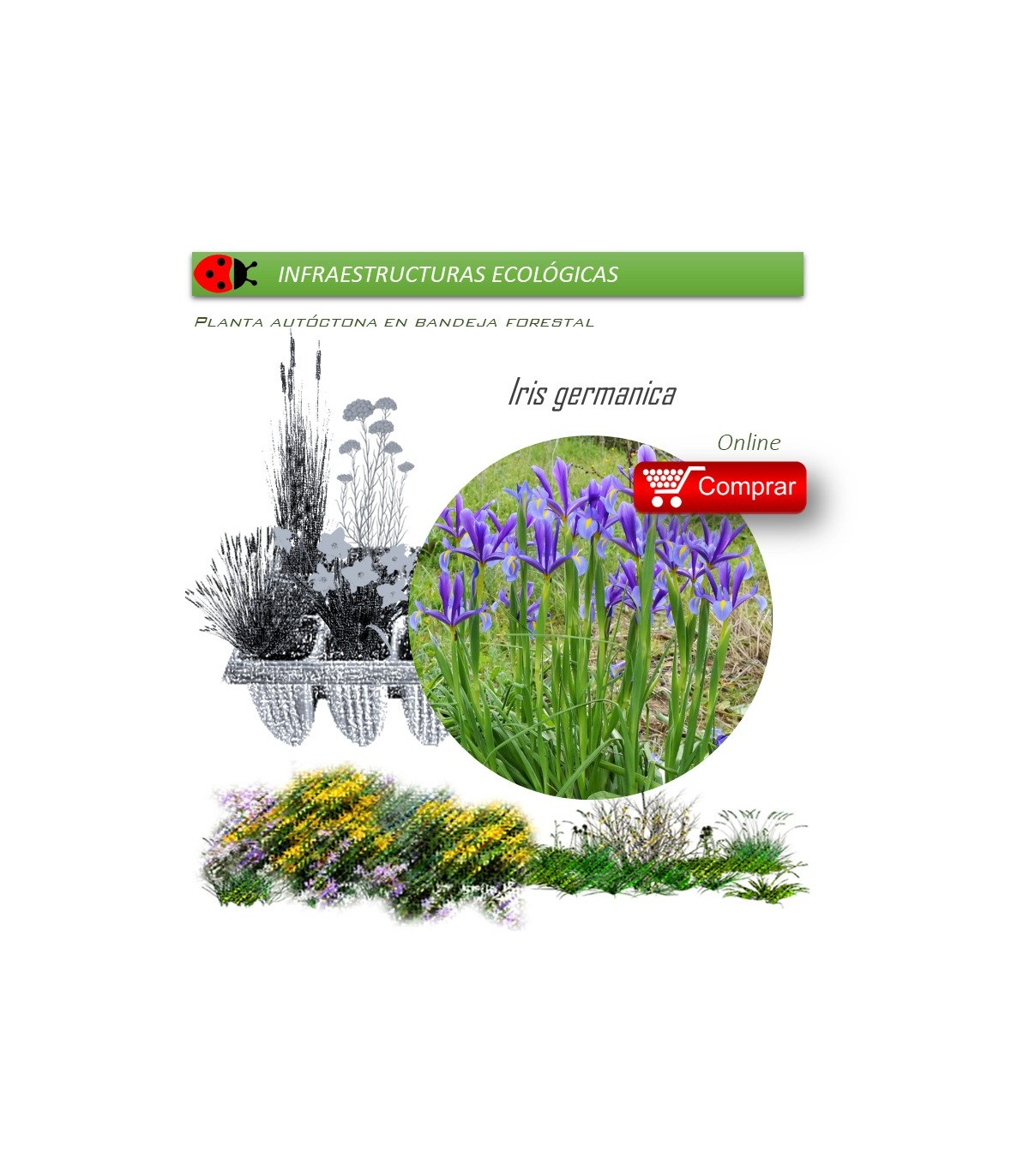 Venta de IRIS GERMANICA (Lirio) BF 40/260