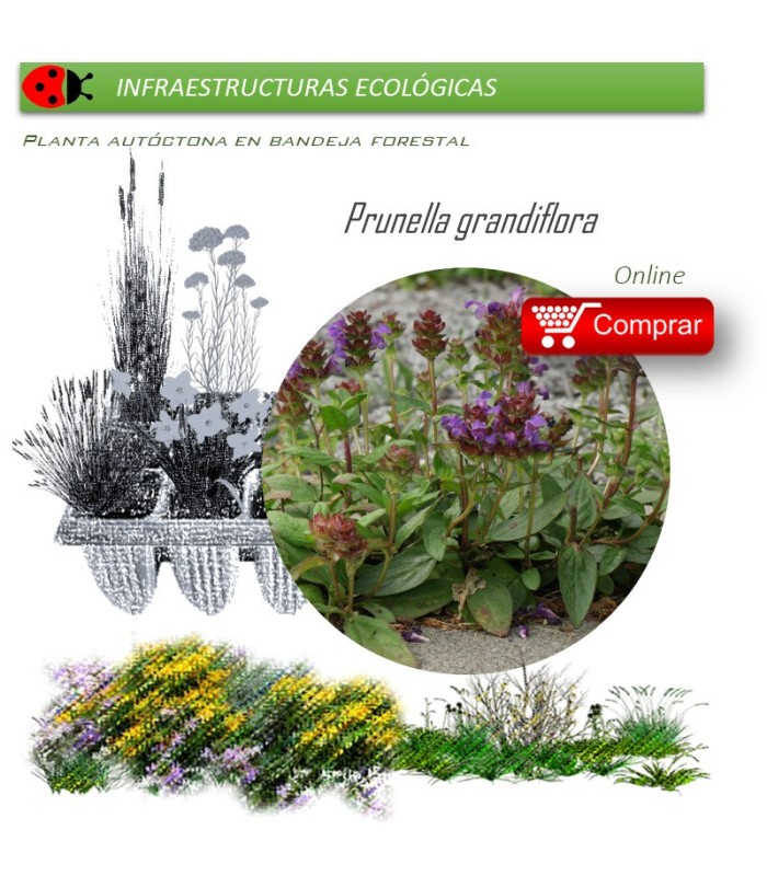 Venta de PRUNELLA GRANDIFLORA (Consuelda mayor) BF 40/260