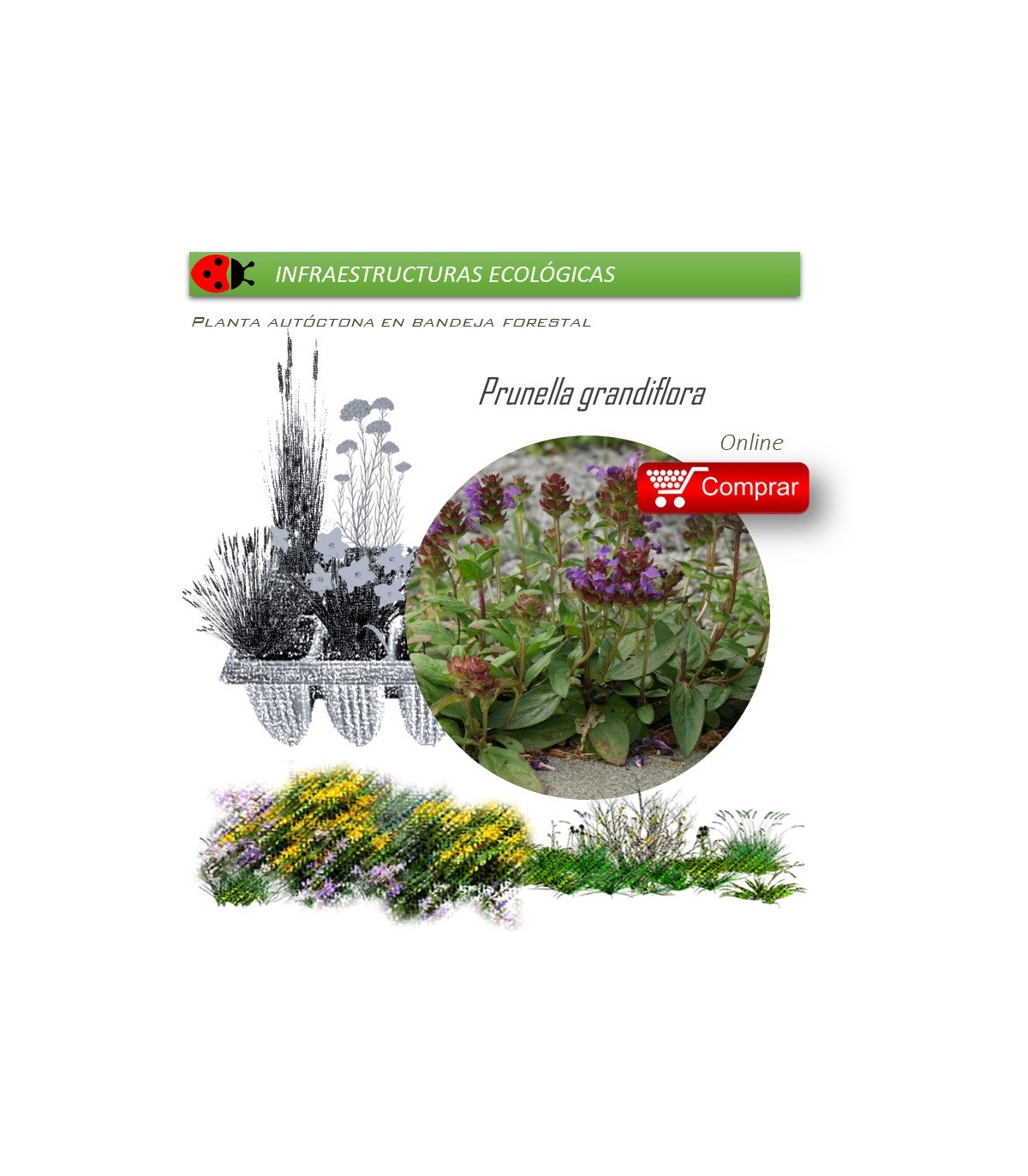 Venta de PRUNELLA GRANDIFLORA (Consuelda mayor) BF 40/260