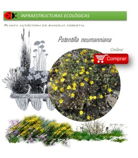 Venta de POTENTILLA NEUMANNIANA BF 40/260