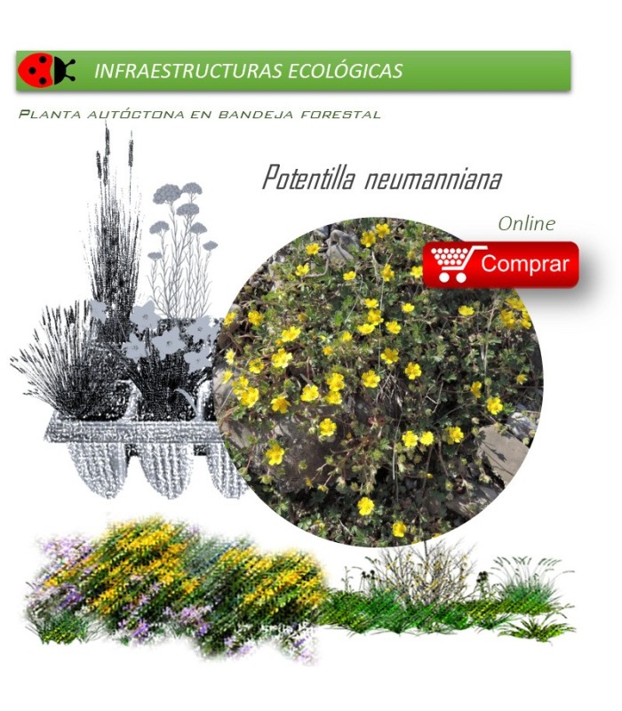 Venta de POTENTILLA NEUMANNIANA BF 40/260