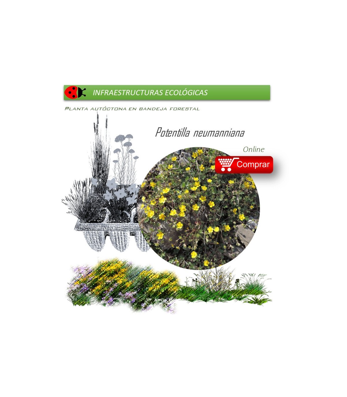 Venta de POTENTILLA NEUMANNIANA BF 40/260