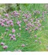Venta de ALLIUM SCHOENOPRASUM (Cebollino) BF 40/260