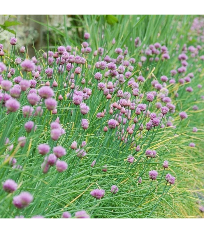 Venta de ALLIUM SCHOENOPRASUM (Cebollino) BF 40/260