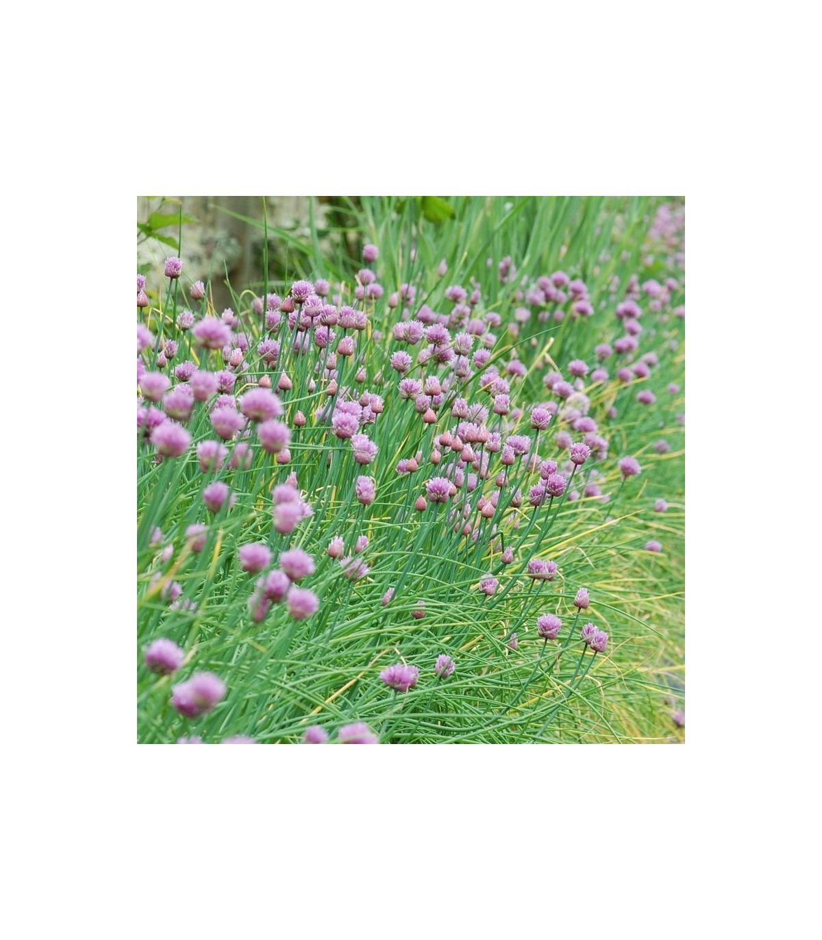 Venta de ALLIUM SCHOENOPRASUM (Cebollino) BF 40/260