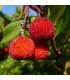 comprar madroño arbutus unedo