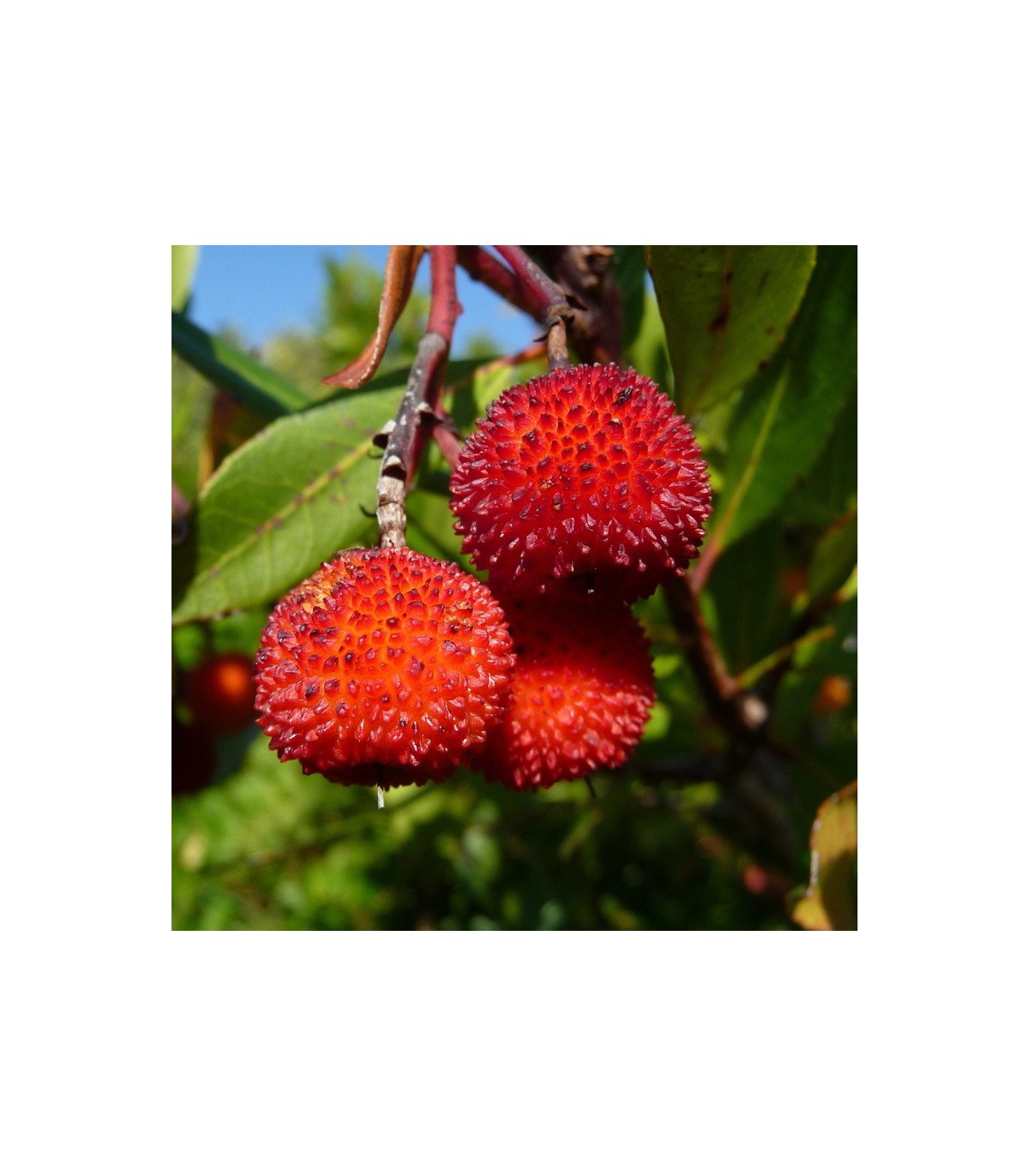 comprar madroño arbutus unedo