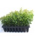 comprar madroño arbutus unedo