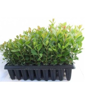 comprar madroño arbutus unedo