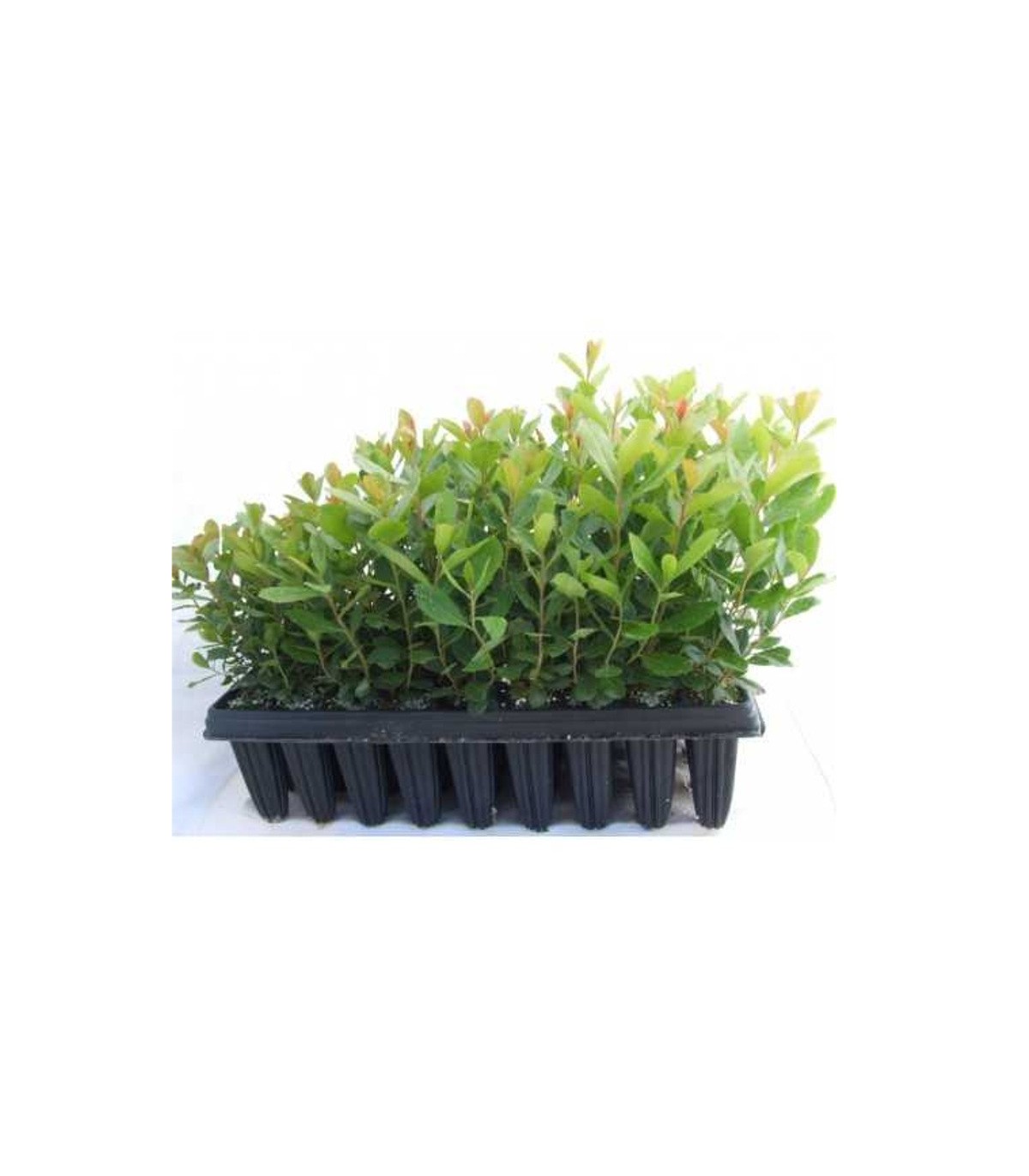 comprar madroño arbutus unedo