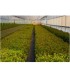 comprar madroño arbutus unedo