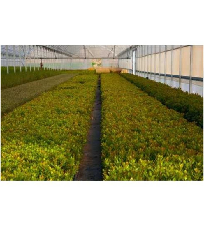 comprar madroño arbutus unedo