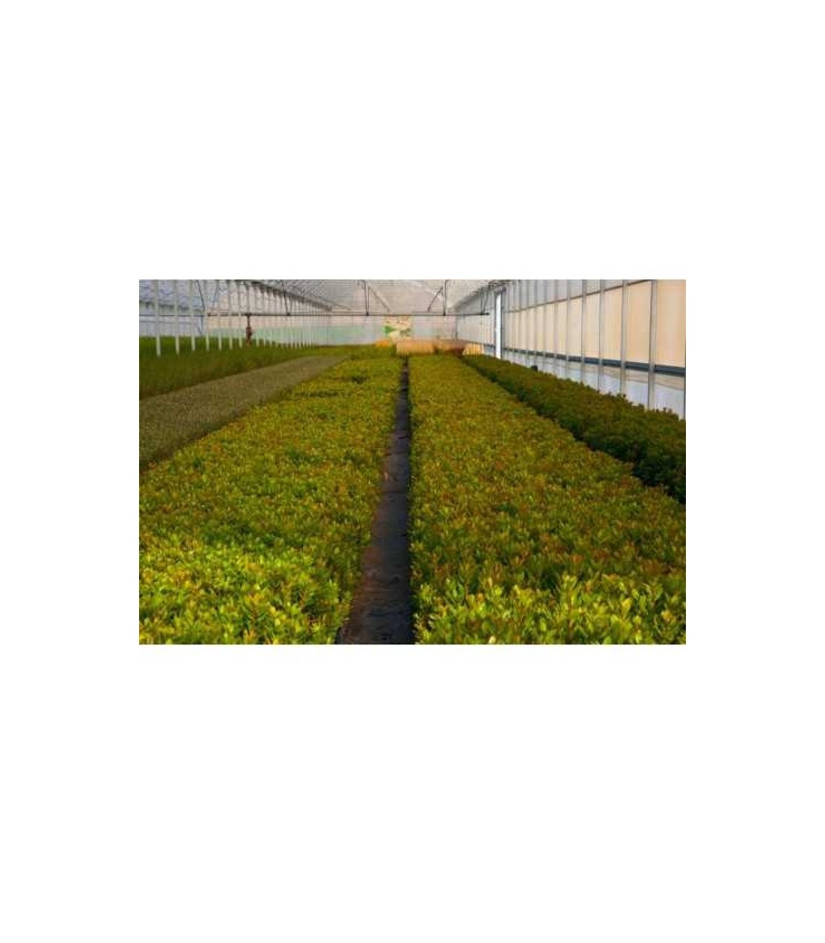 comprar madroño arbutus unedo