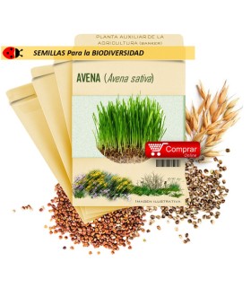 AVENA (A. sativa) semillas 500 g