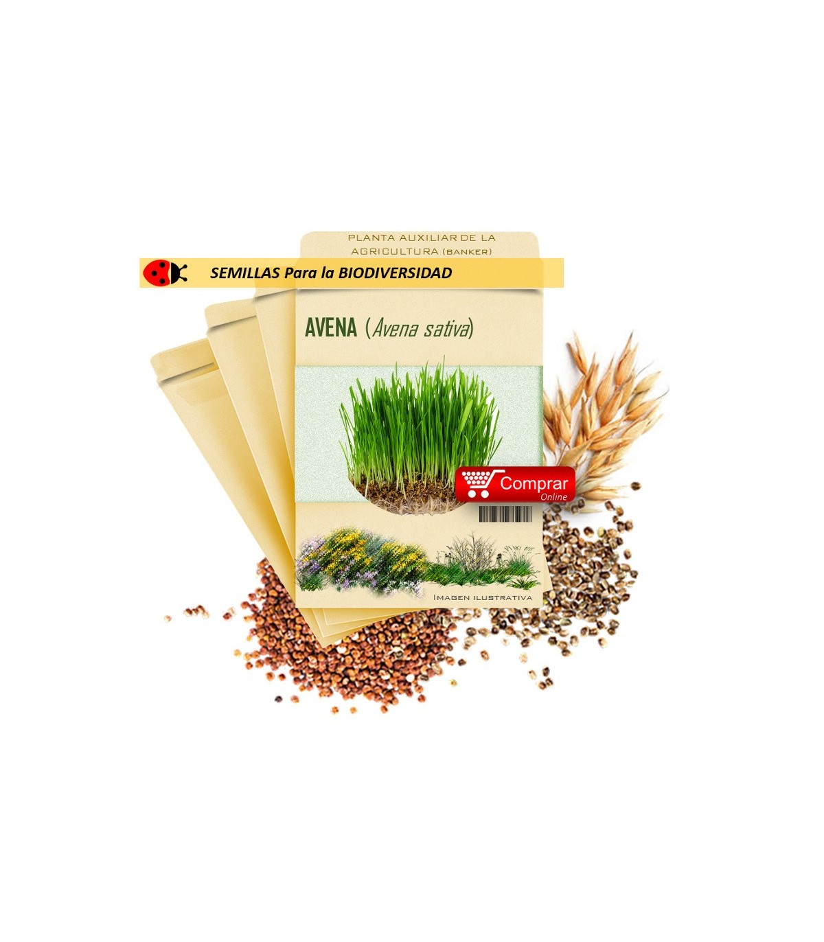 AVENA (A. sativa) semillas 500 g