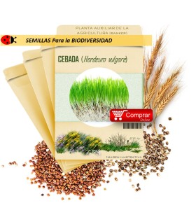 CEBADA (Hordeum vulgare) semillas 1.000 g