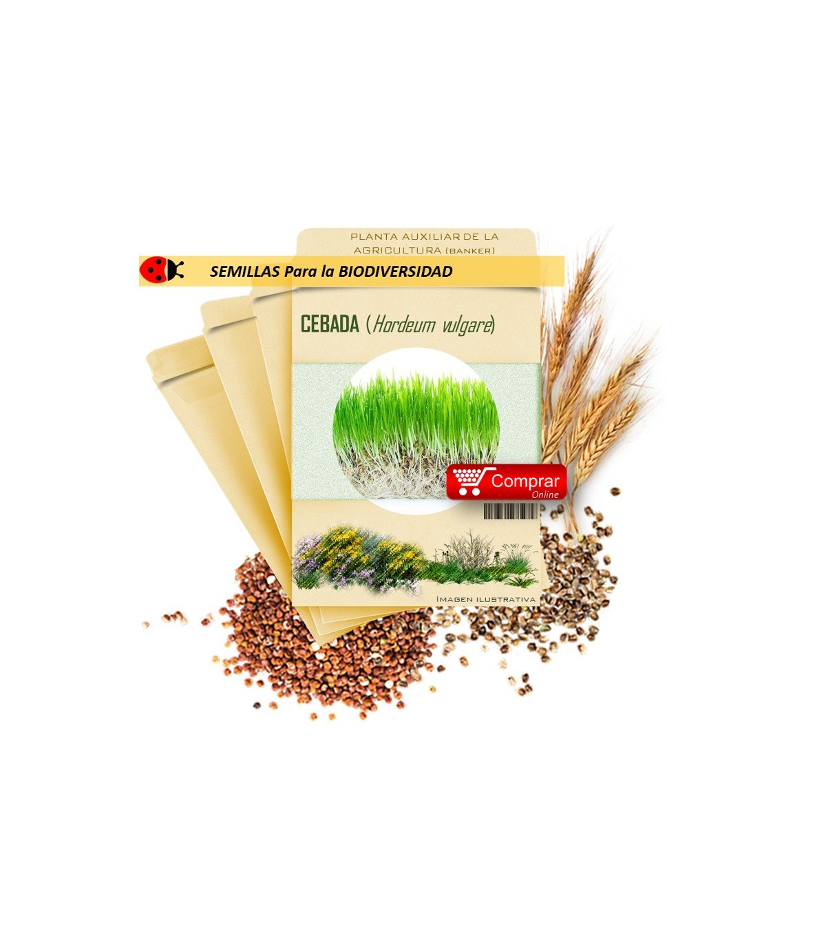 CEBADA (Hordeum vulgare) semillas 1.000 g