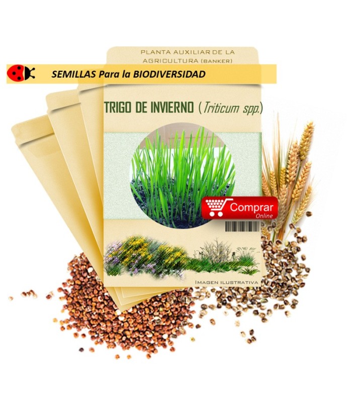 TRIGO DE INVIERNO (Triticum spp) semillas 1.000 gr