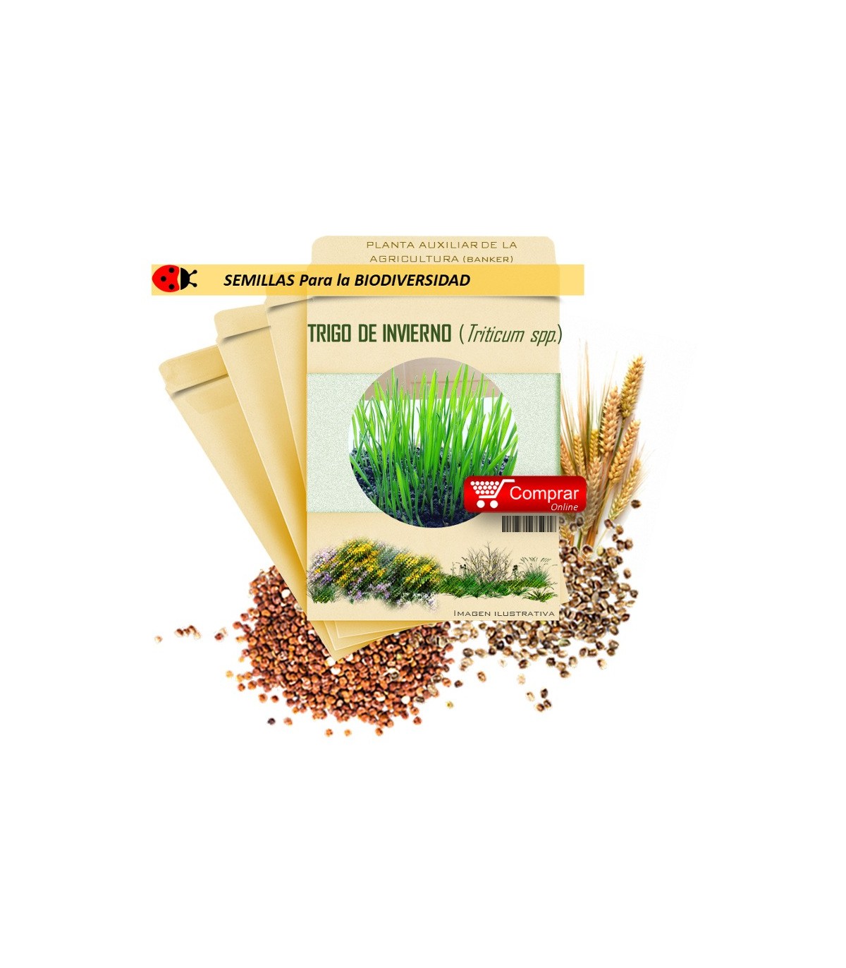 TRIGO DE INVIERNO (Triticum spp) semillas 1.000 gr
