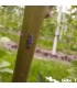 ADALIA system 100 larvas Adalia bipunctata contra pulgón