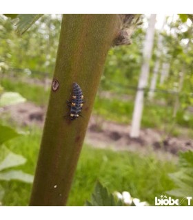 ADALIA system 100 larvas Adalia bipunctata contra pulgón