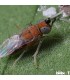 ANAGYRUS SYSTEM 500 enemigo natural de cochinillas