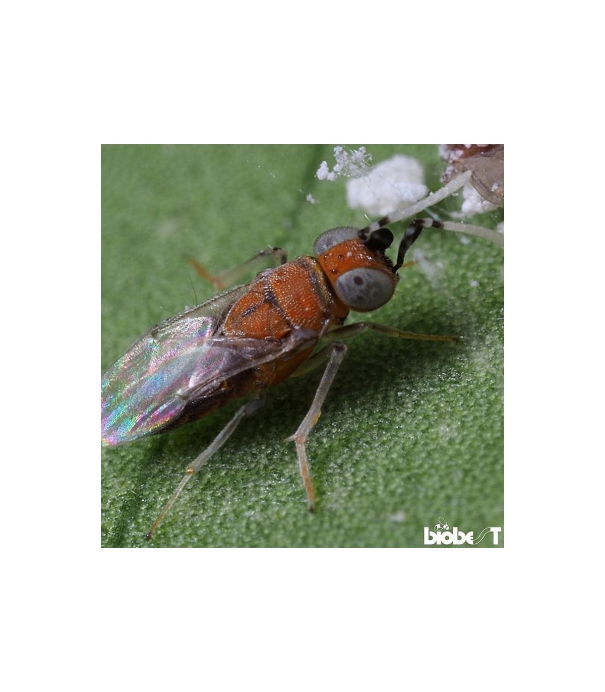 ANAGYRUS SYSTEM 500 enemigo natural de cochinillas