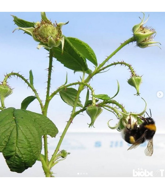 COLMENA BIOBEST Abejorros polinizadores