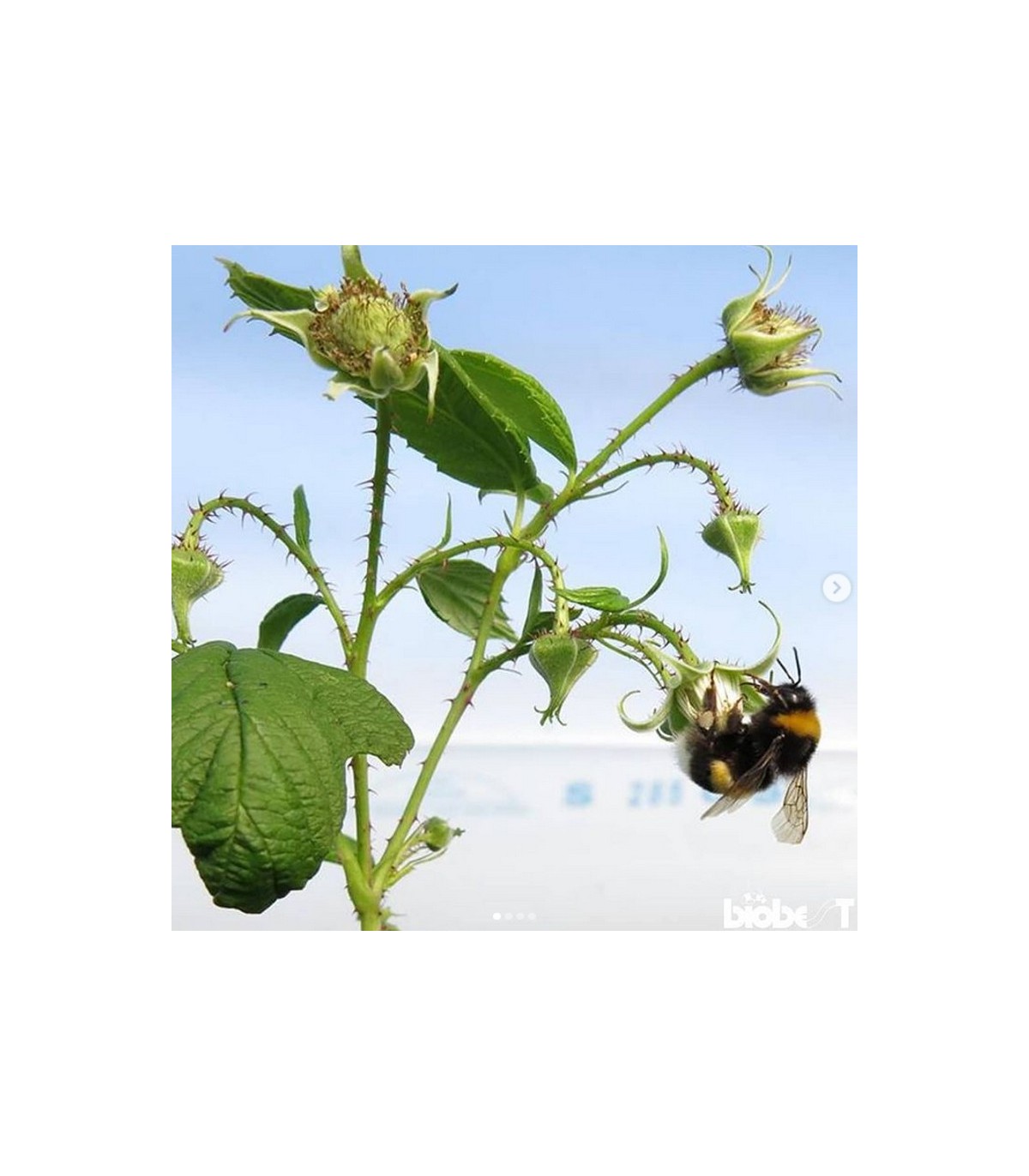 COLMENA BIOBEST Abejorros polinizadores